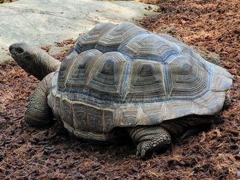 Close-up of turtle on field