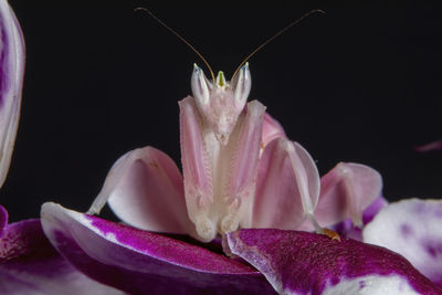 A close up of a female orchid praying mantis, sitting on an orchid flower