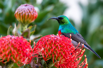 Close-up of bird perching on flower