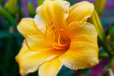 Close-up of yellow flower