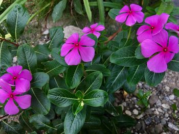 High angle view of purple flowers blooming outdoors