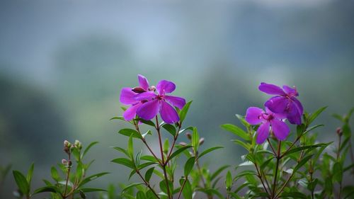 Close-up of pink flowering plant