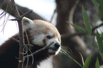 Close-up of an animal