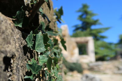 Close-up of succulent plant on field
