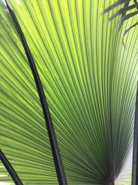 Close-up of palm leaf