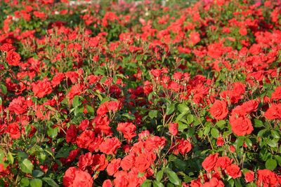 Full frame shot of red flowers blooming in field