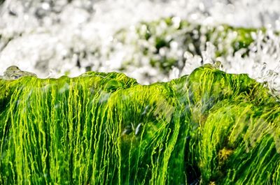 Close-up of fresh green plants in water