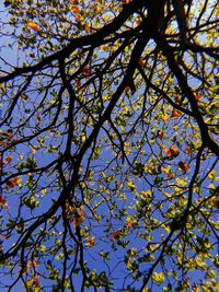 Low angle view of flowering tree against sky