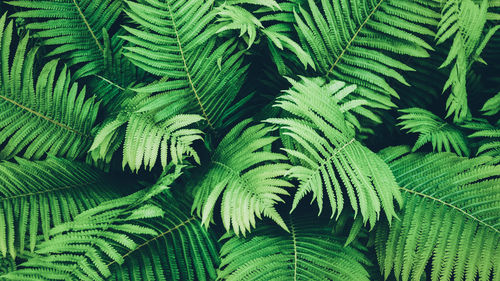 Full frame shot of plants