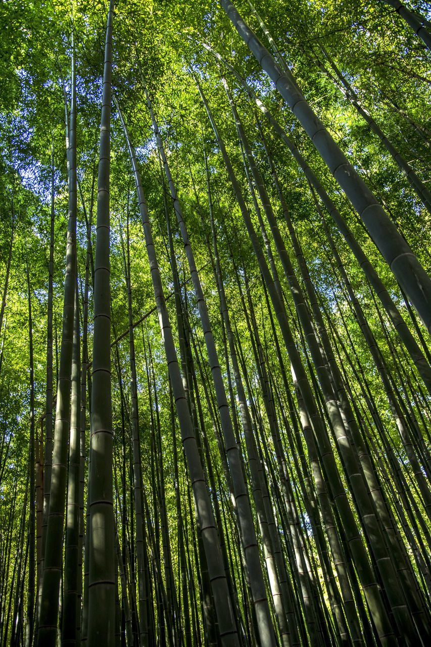 LOW ANGLE VIEW OF BAMBOO TREE