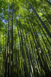 Low angle view of bamboo trees in forest