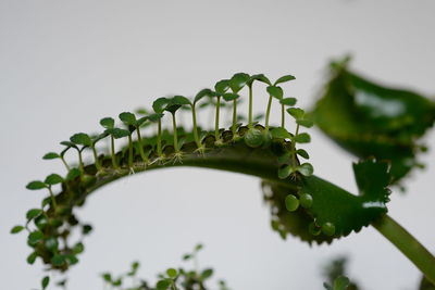 Close-up of fresh green leaves against white background