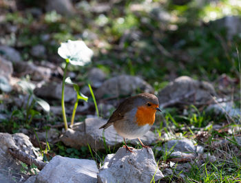 Close-up of bird perching on rock