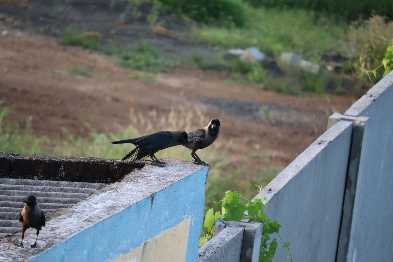 BIRD PERCHING ON A WOOD