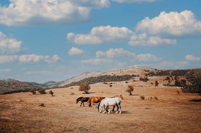 Horses grazing in a field