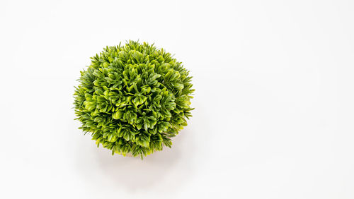 High angle view of plant against white background