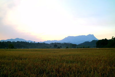 Scenic view of field against sky during sunset