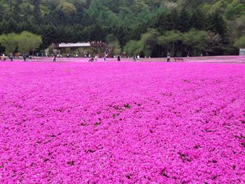 Pink flowers on field by trees in park