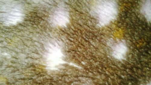 Full frame shot of an animal