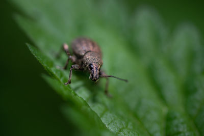 Close-up of insect on leaf