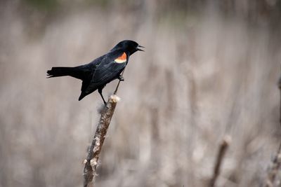 Bird perching on a tree