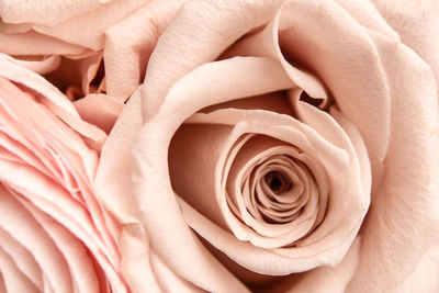 Beige pink fresh rose petals in macro. soft focus. backdrop for wedding invitation