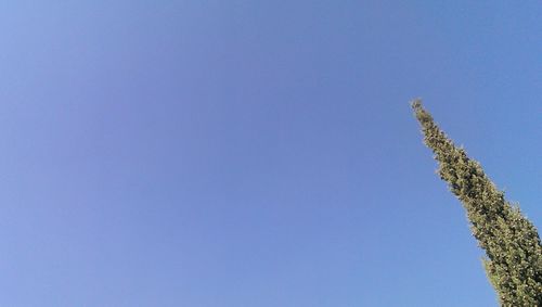 Low angle view of trees against clear blue sky