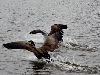 View of birds flying over sea