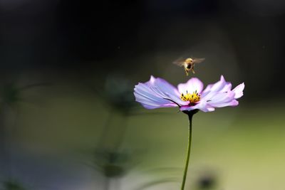 Close-up of insect on purple flower