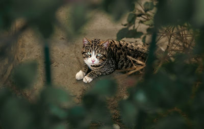 Close-up of cat looking away