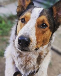 Close-up portrait of dog on field