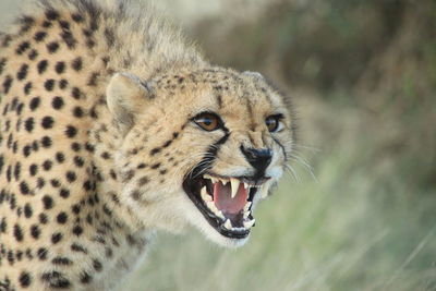 Aggressive cheetah in the wild