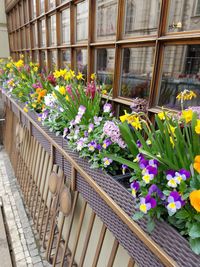 Close-up of flowers in greenhouse