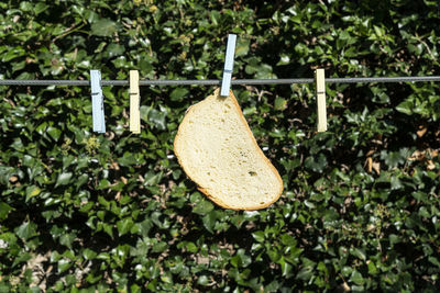 Close-up of apple hanging on tree