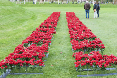 Close-up of red flowering plants in park