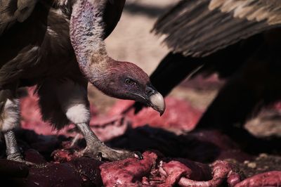 Close-up of birds