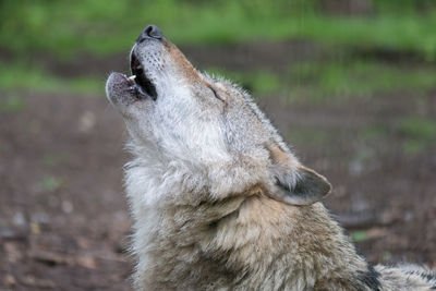 Wolf howling on field