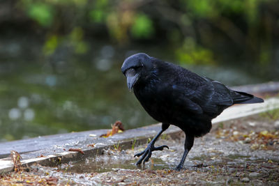 Close-up of bird perching on wood