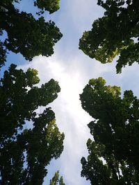 Low angle view of trees against sky