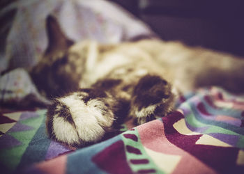 Close-up of cat