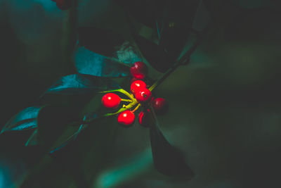 Close-up of hand holding red berries