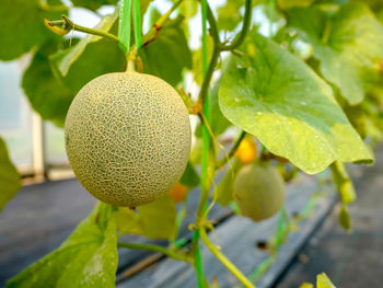 Close-up of fruits growing on plant