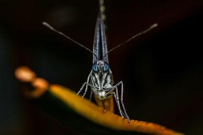 Close-up of insect