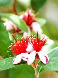 Close-up of red hibiscus blooming outdoors