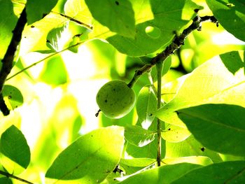 Close-up of fresh green leaves