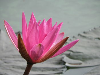 Close-up of pink water lily in lake