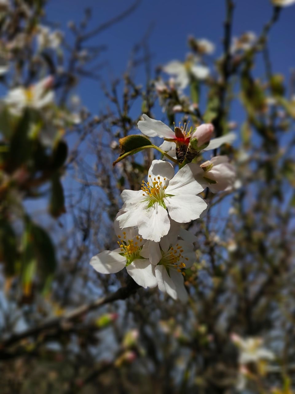 plant, flower, flowering plant, blossom, freshness, growth, fragility, beauty in nature, tree, nature, close-up, branch, spring, springtime, white, flower head, no people, petal, focus on foreground, day, produce, outdoors, inflorescence, fruit tree, twig, pollen, sky, botany, food