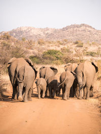 Rear view of elephants walking on landscape