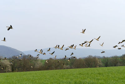 Flock of birds flying in the sky