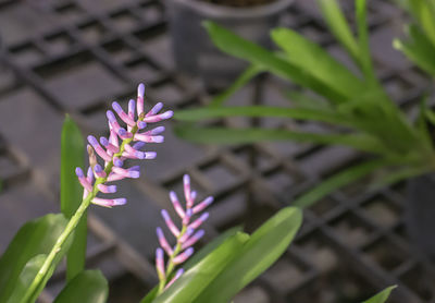 Close-up of purple flowering plant